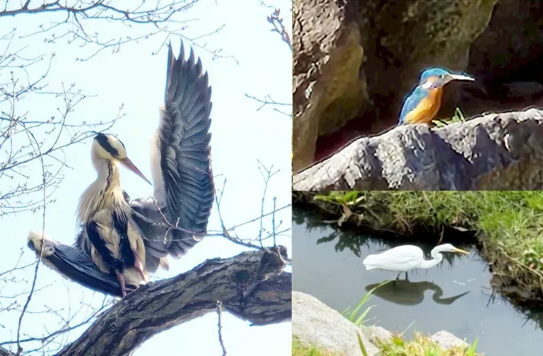 守谷に住んで一番驚いたこと。鳥たちが暮らしの一部になりました